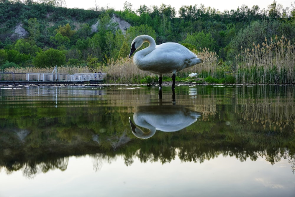 white swan on lake during daytime