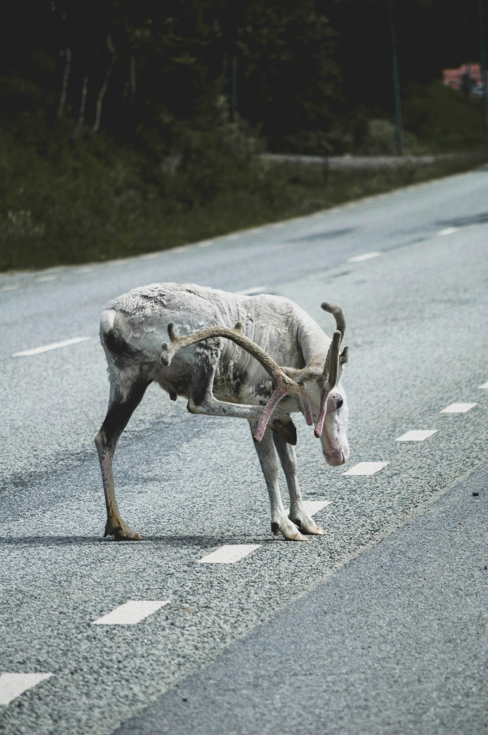 brown and white cow on gray asphalt road during daytime