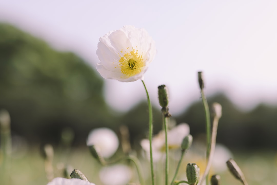 white flower in tilt shift lens