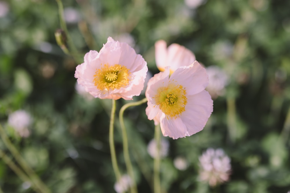 pink and white flower in tilt shift lens