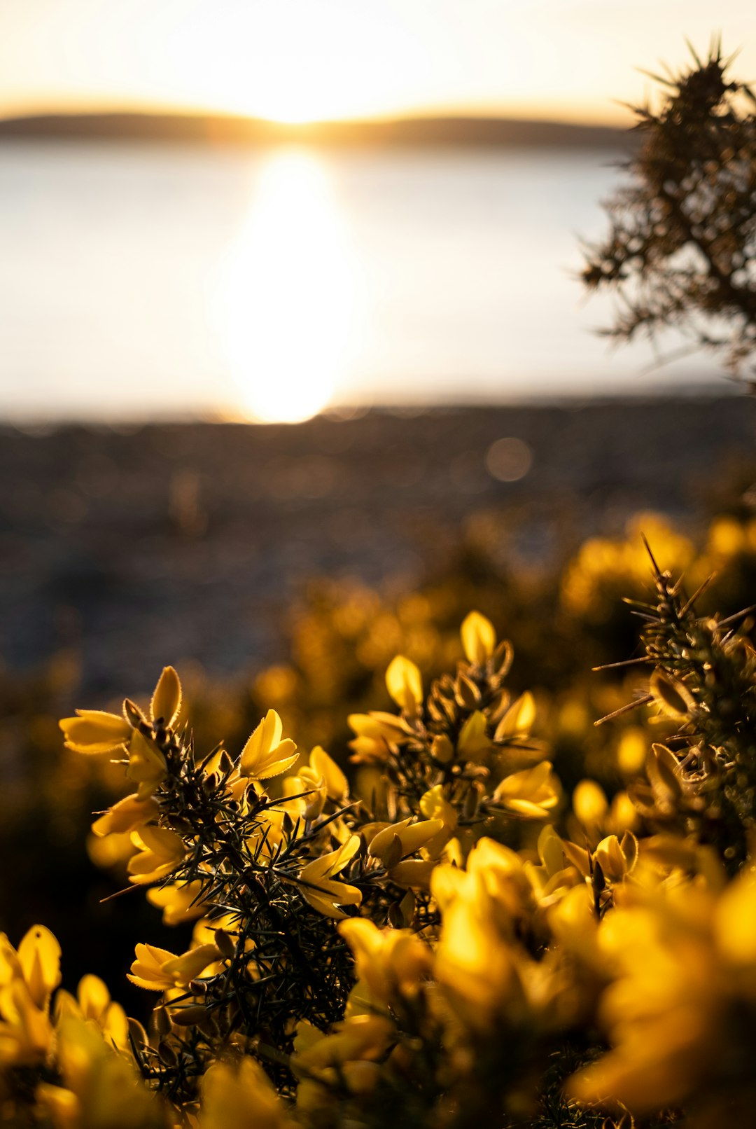 yellow flower on brown field during daytime