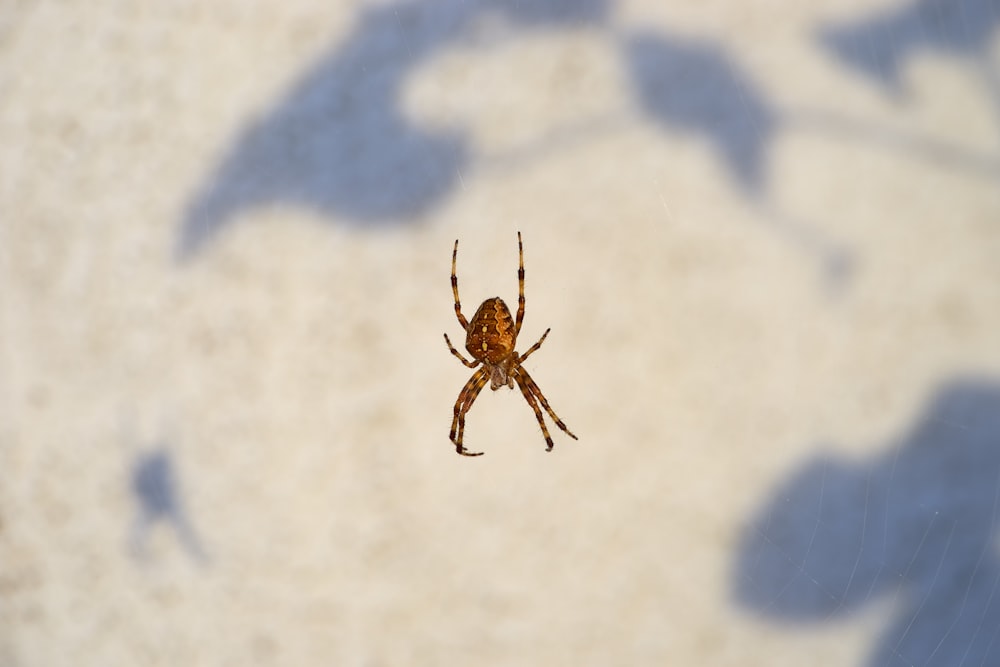 brown spider on white wall