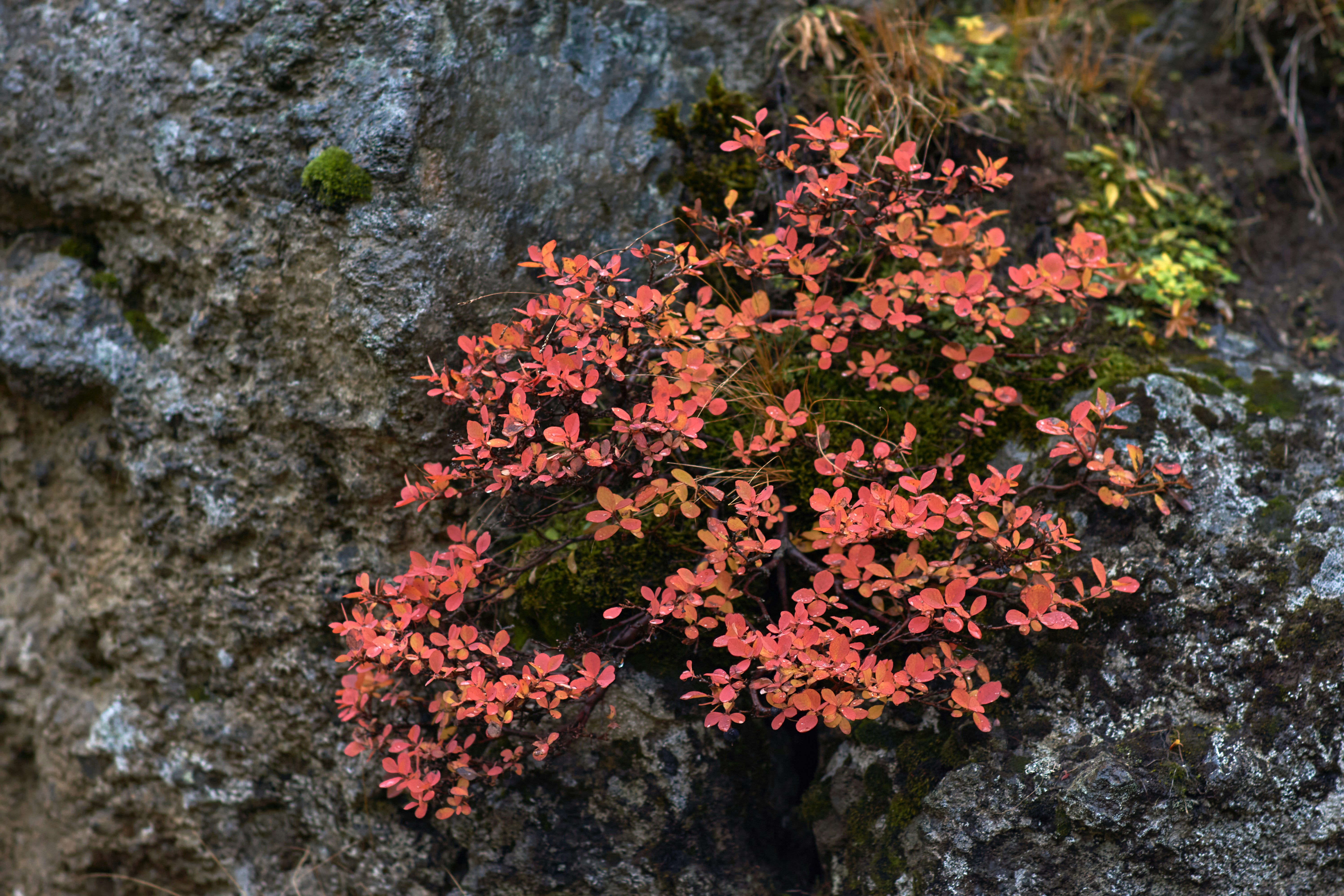 Photo by wolfgang_hasselmann