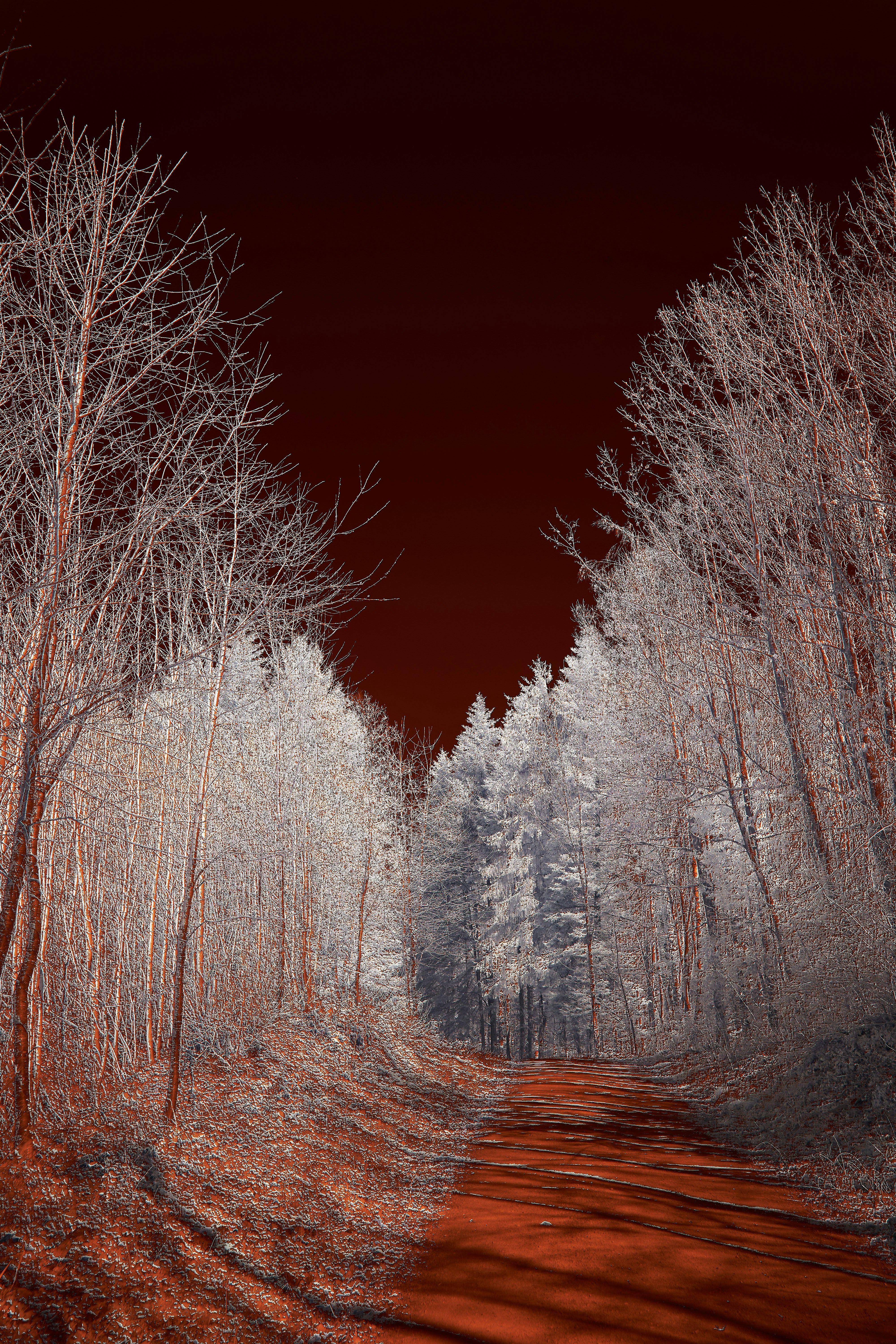 Photo by wolfgang_hasselmann