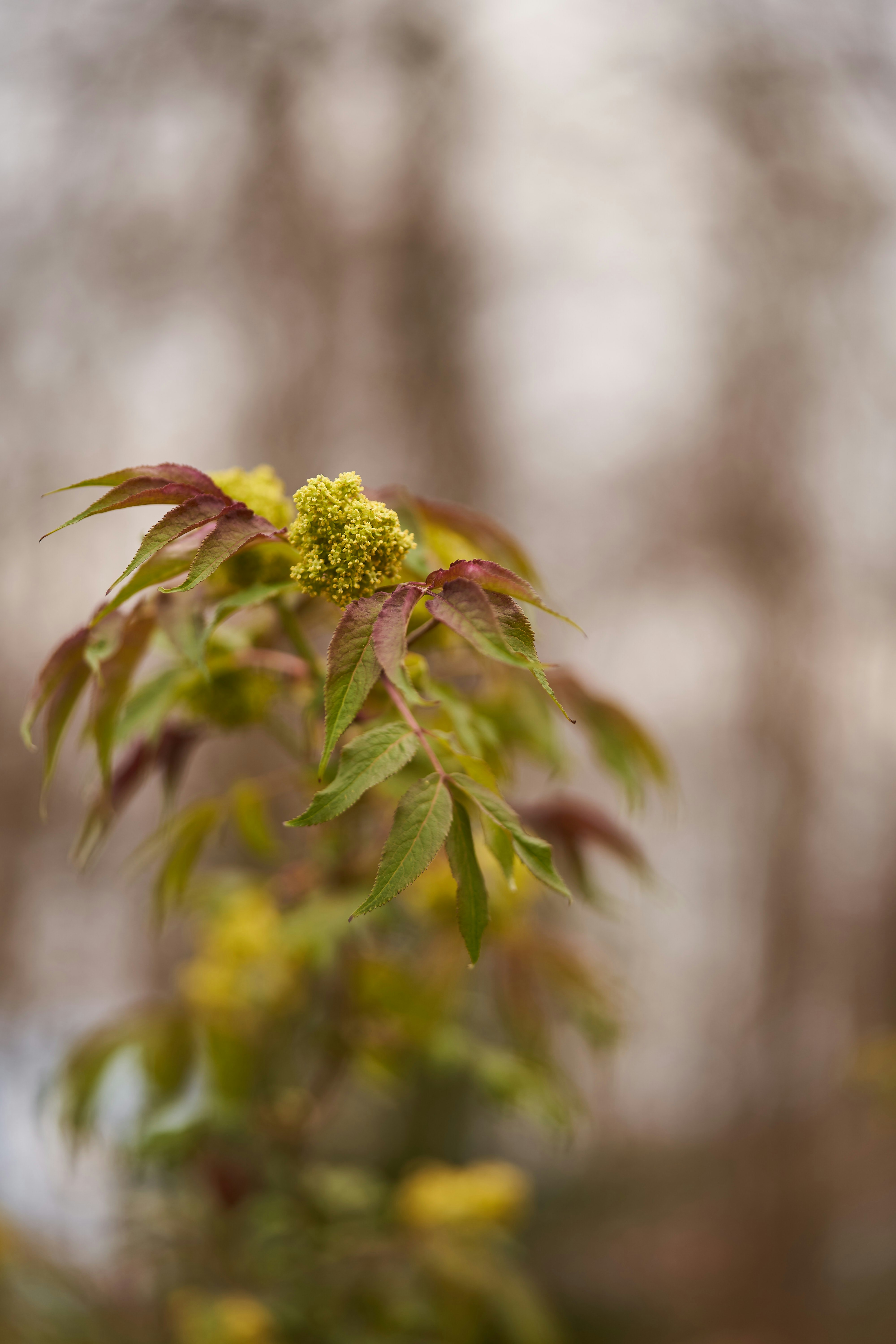 yellow flower in tilt shift lens