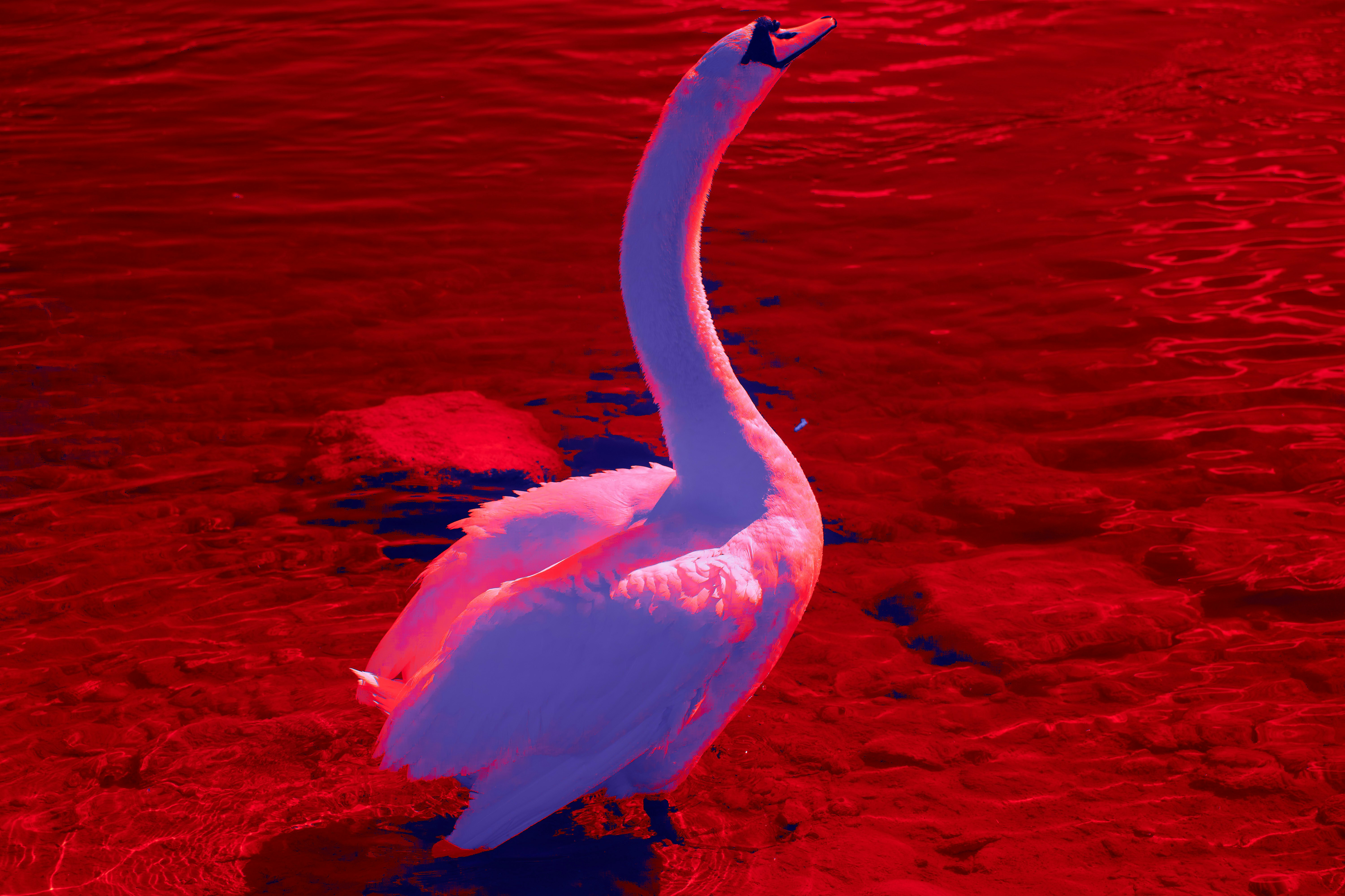 Photo by wolfgang_hasselmann