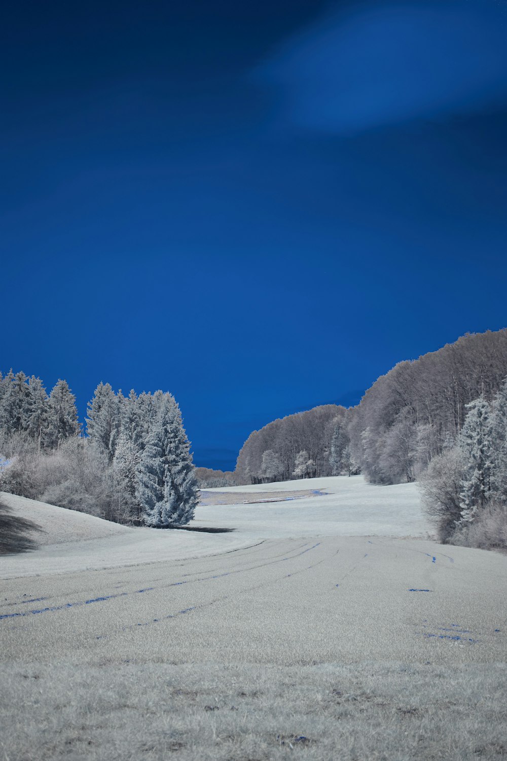 snow covered trees and mountain during daytime