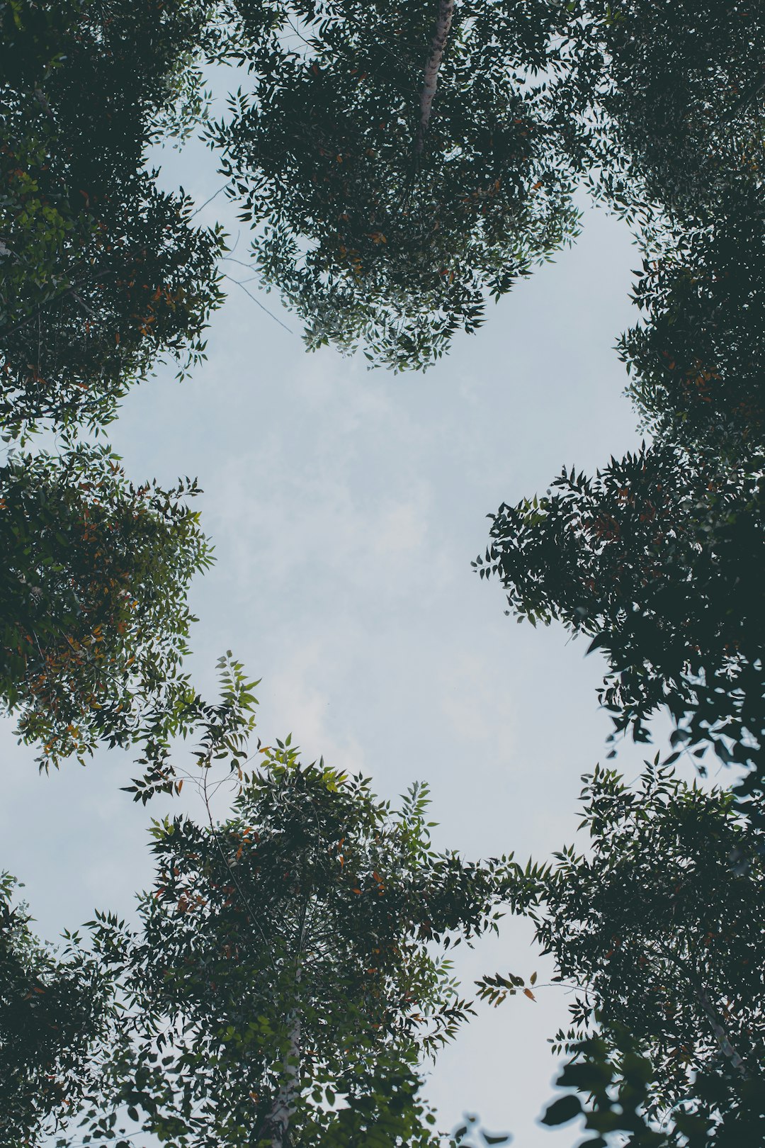 green tree under white clouds