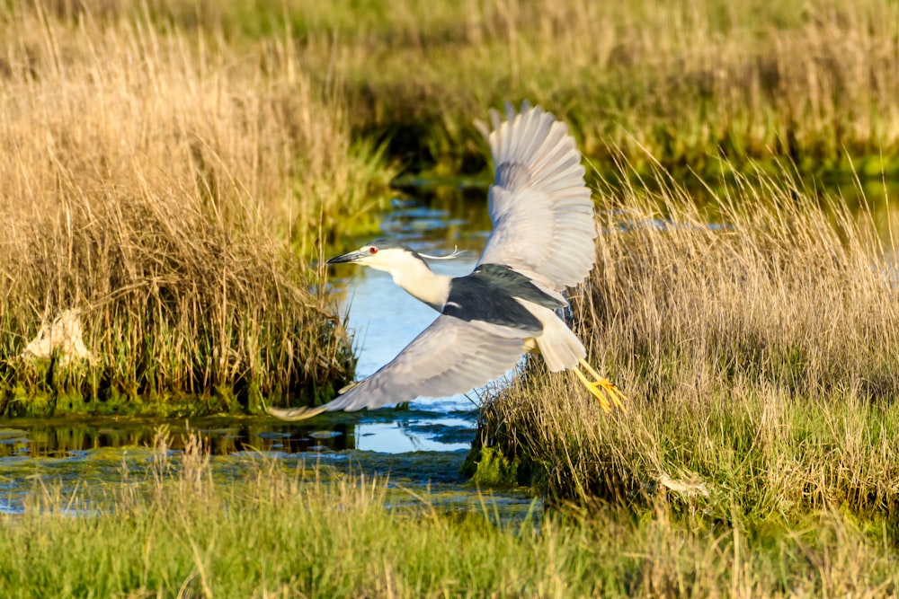 weißer und grauer Vogel auf dem Wasser