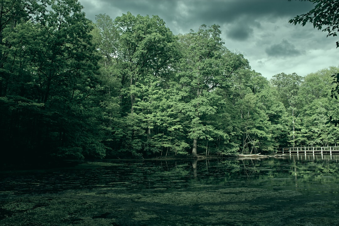 green trees beside river under white clouds and blue sky during daytime