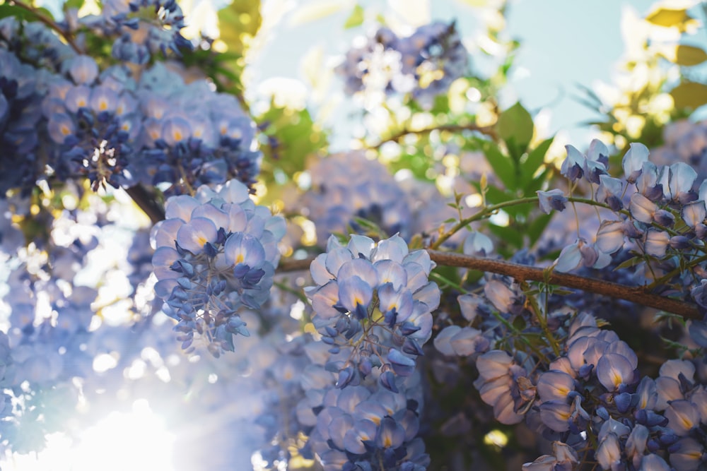 fiori blu e bianchi durante il giorno