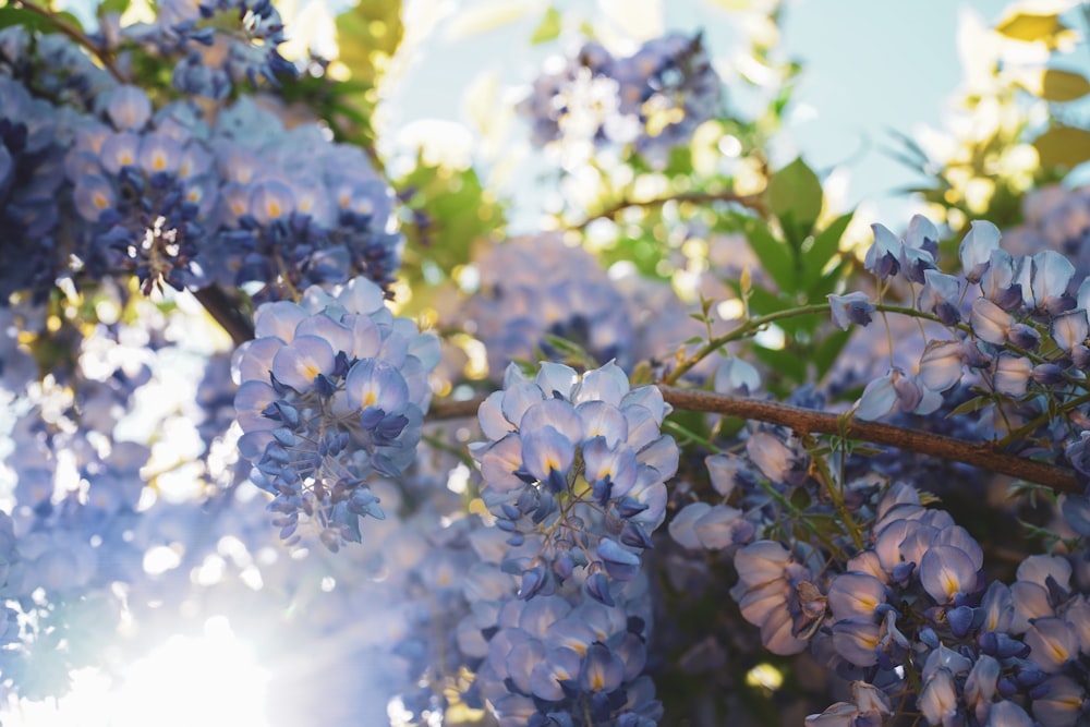 blue and white flowers during daytime