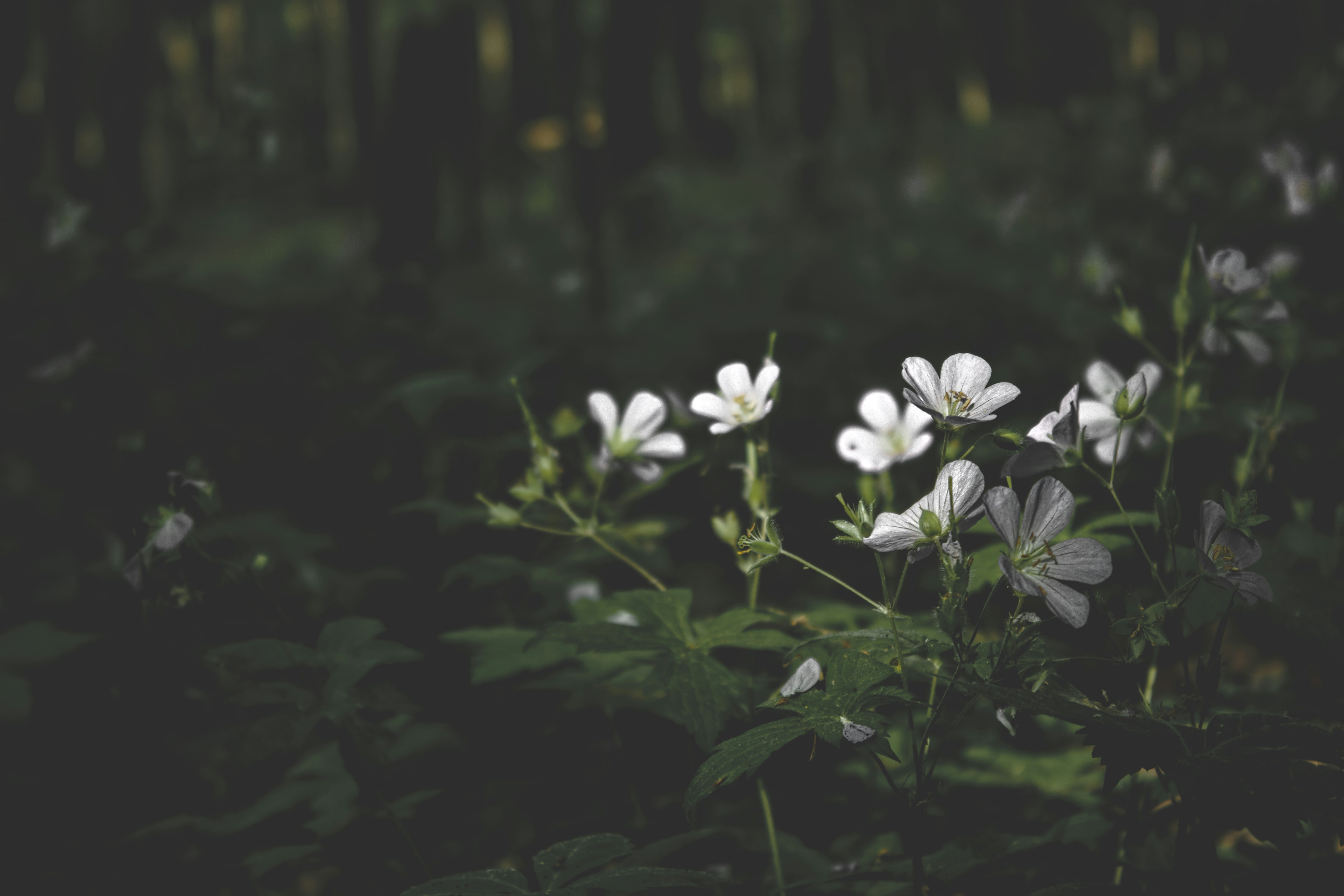 Photo by mrgreatheart