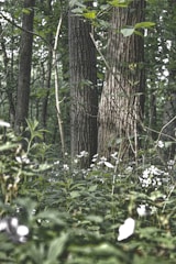 A serene forest scene with wild herbs and plants.