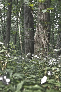 A serene forest scene where sacred plants grow naturally under the canopy of towering trees