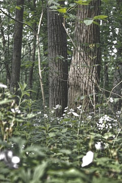 A serene forest scene with wild herbs and plants.