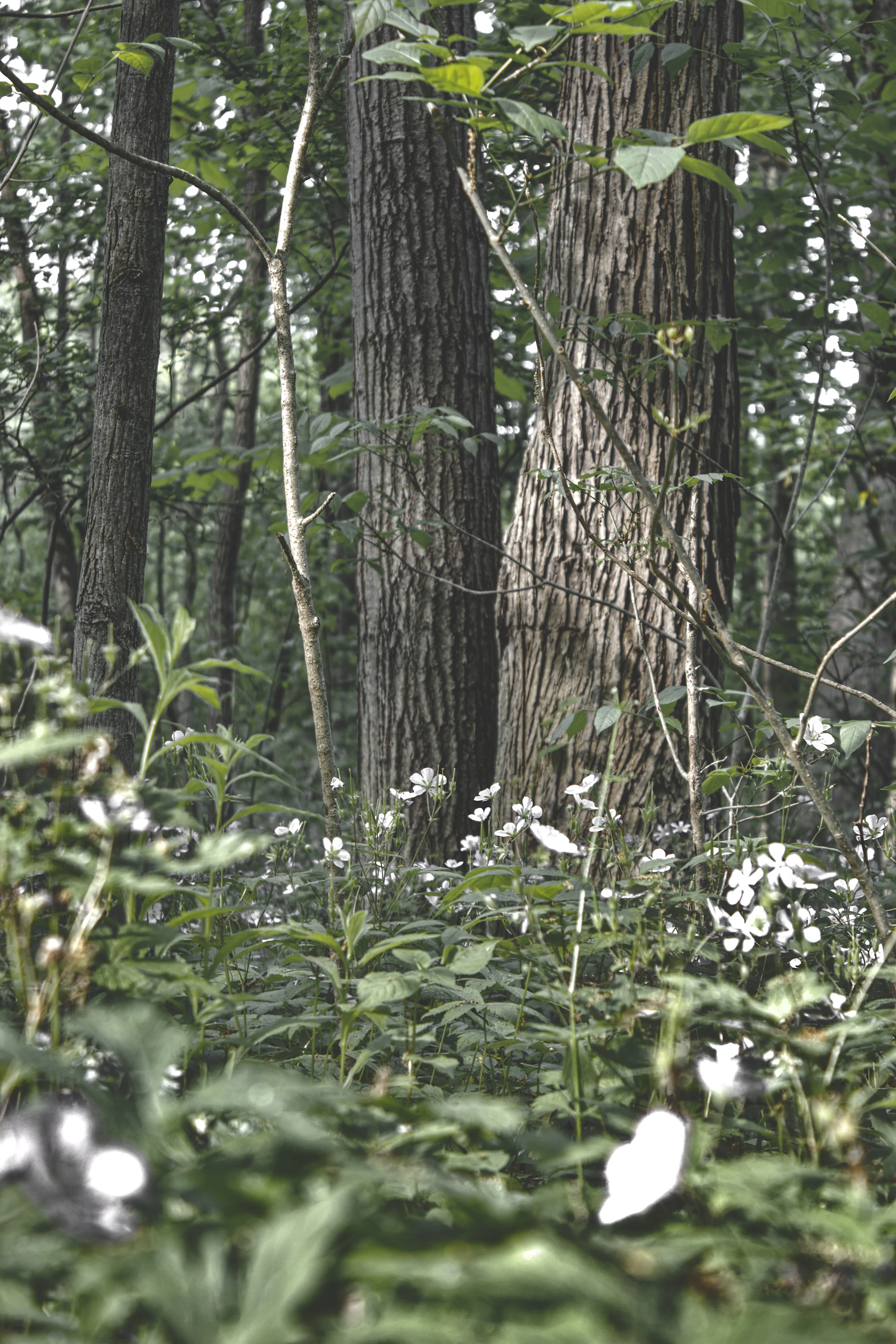black and white bed linen