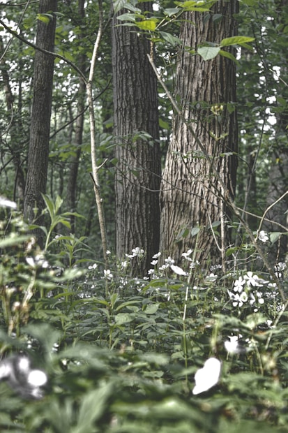 A lush forest scene with tall trees and a dense undergrowth of green foliage. White wildflowers are scattered across the forest floor, creating a natural, serene atmosphere.