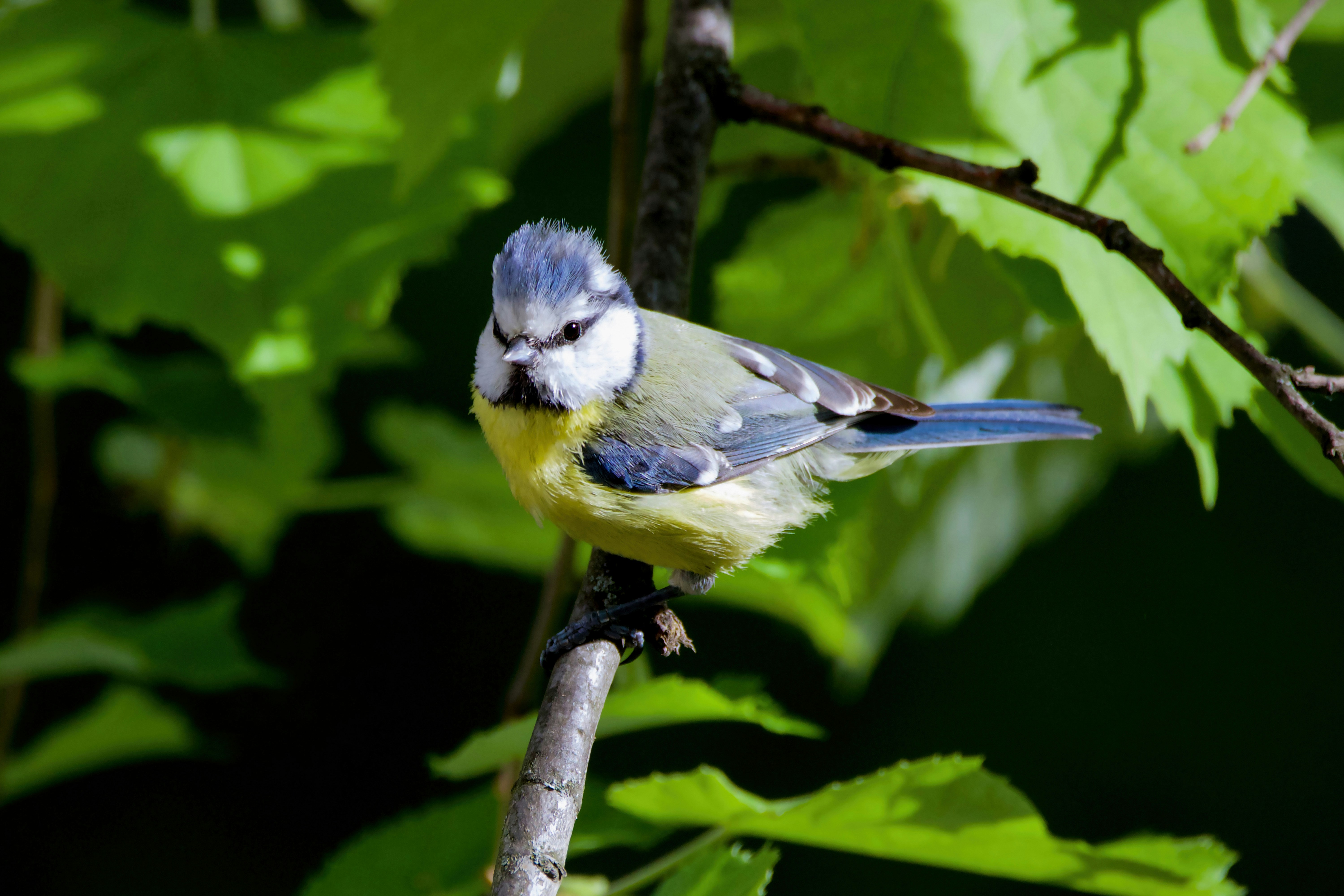 Small collored bird on a tree #9