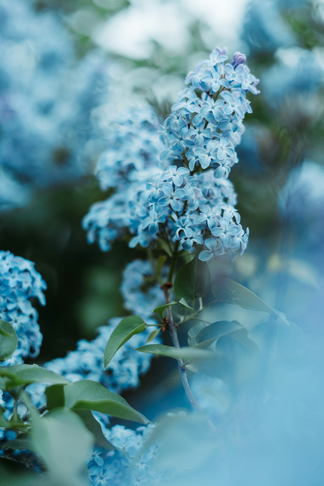 blue and white flowers in tilt shift lens