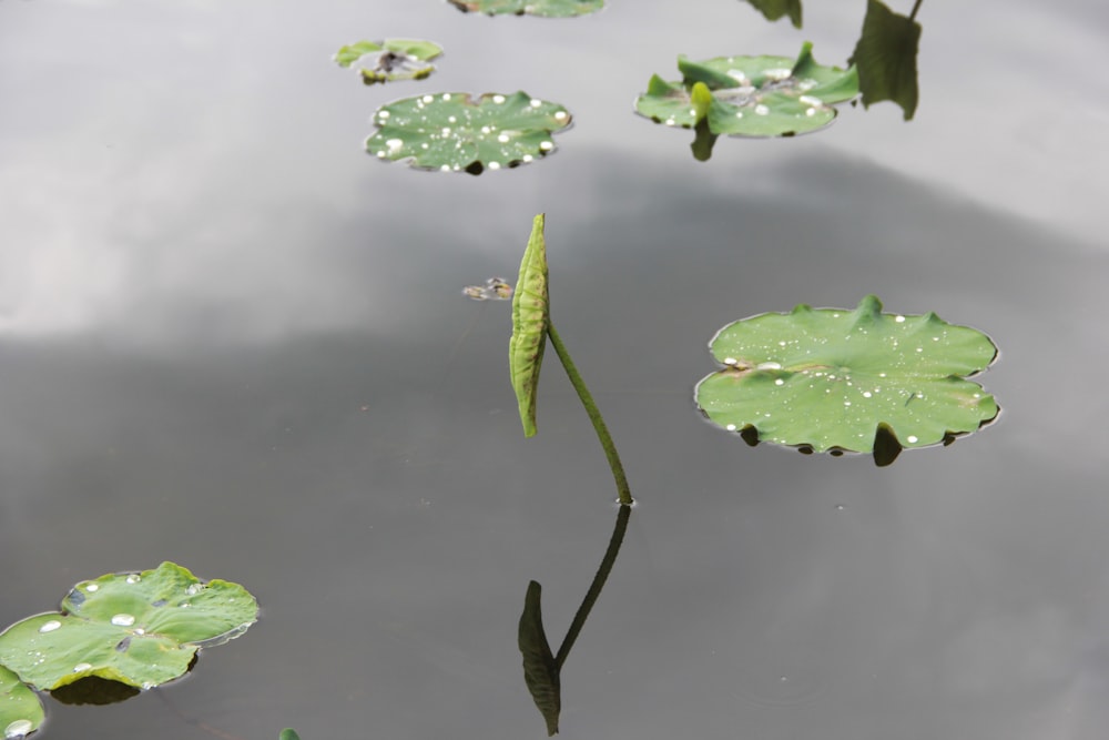 green leaves on water during daytime