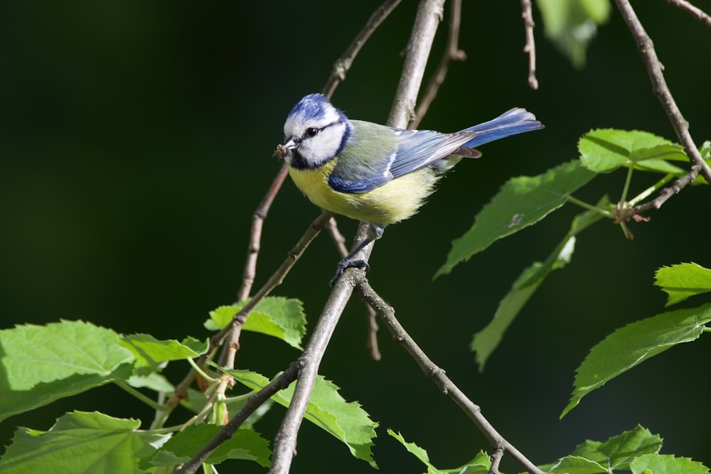 blue and yellow bird on tree branch