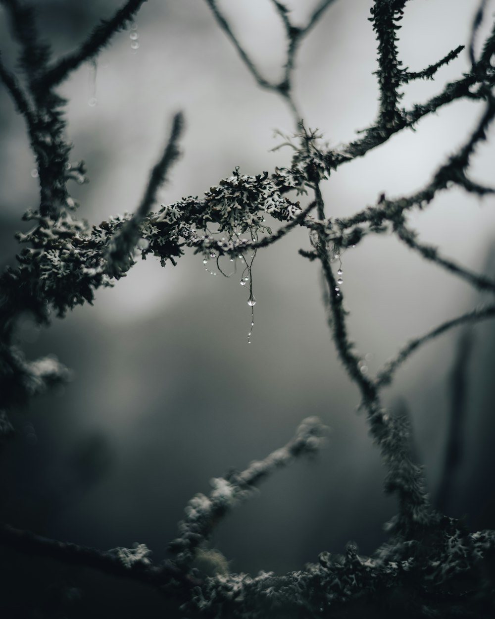 茶色の木の枝についた水滴