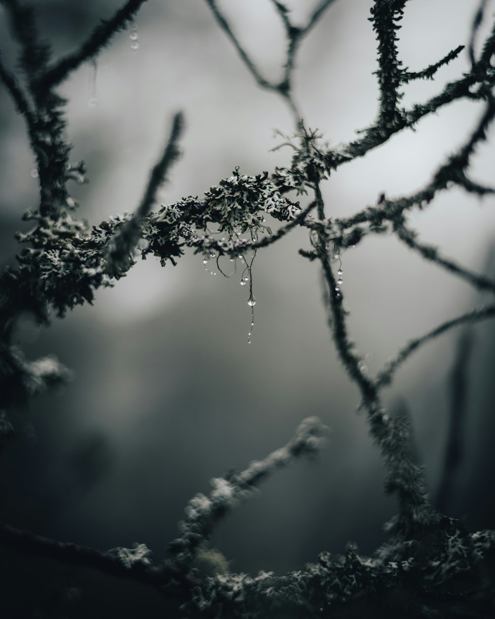 water droplets on brown tree branch