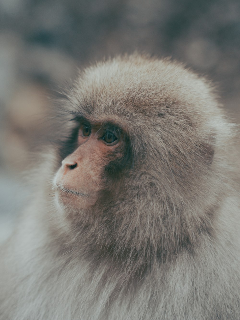 brown and white monkey in close up photography