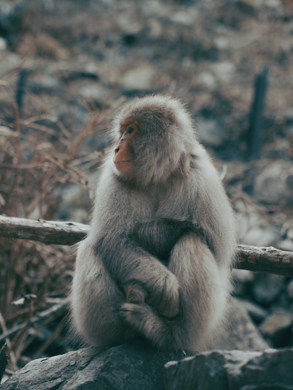 gray monkey on brown tree branch during daytime