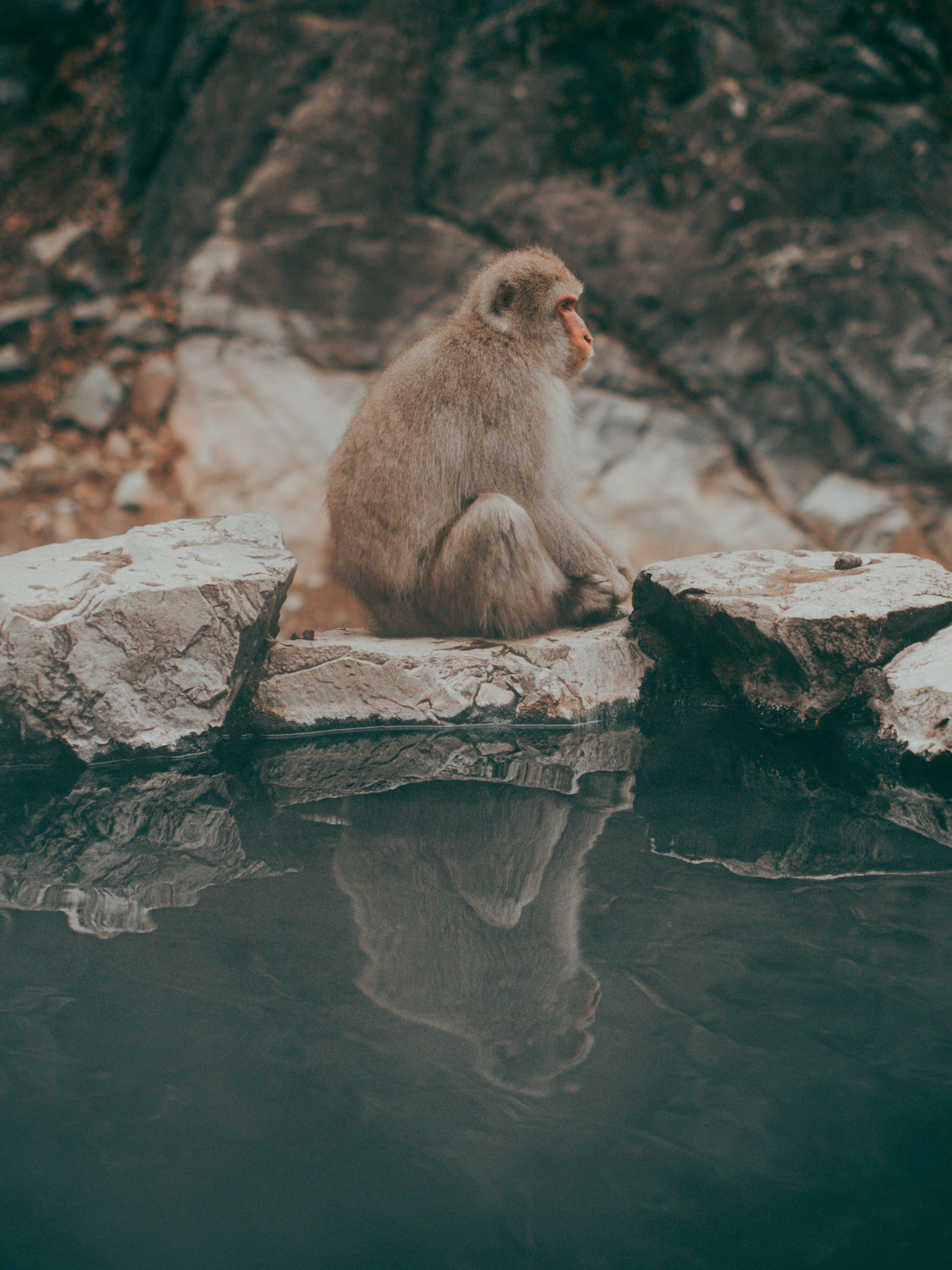 brown monkey sitting on gray rock during daytime