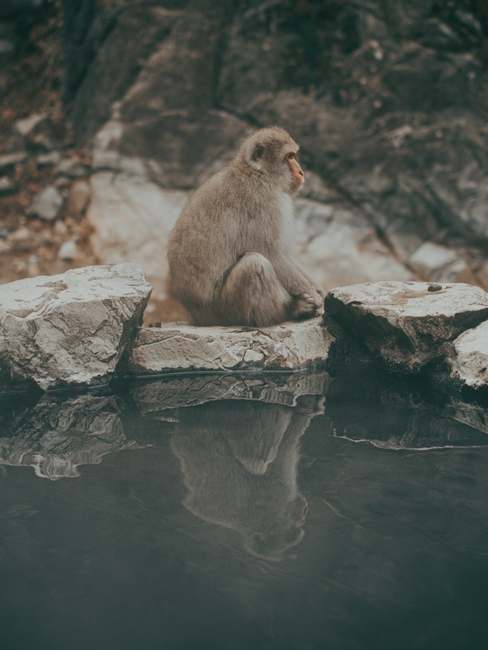 brown monkey sitting on gray rock during daytime