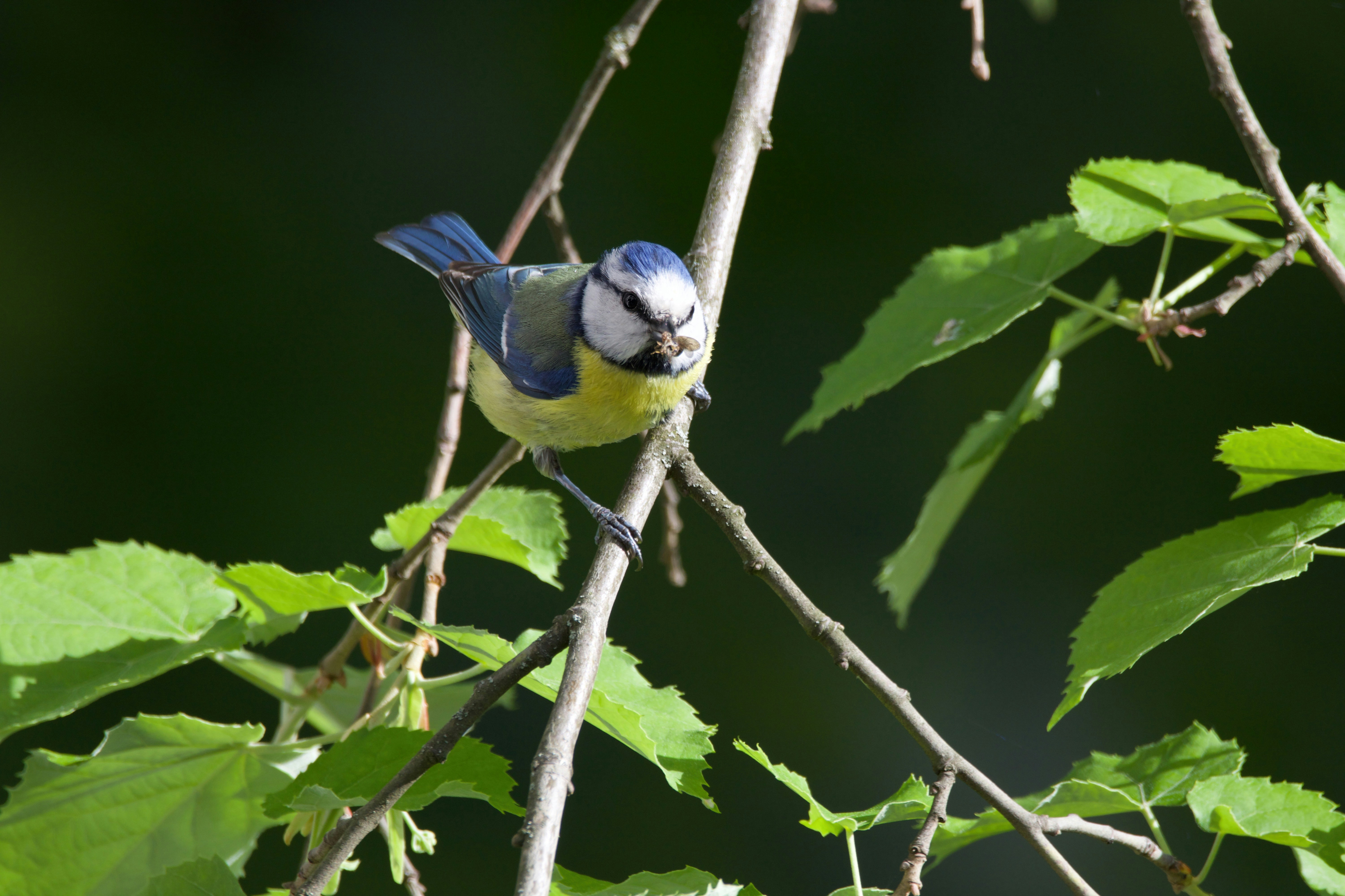 blue and yellow bird on tree branch