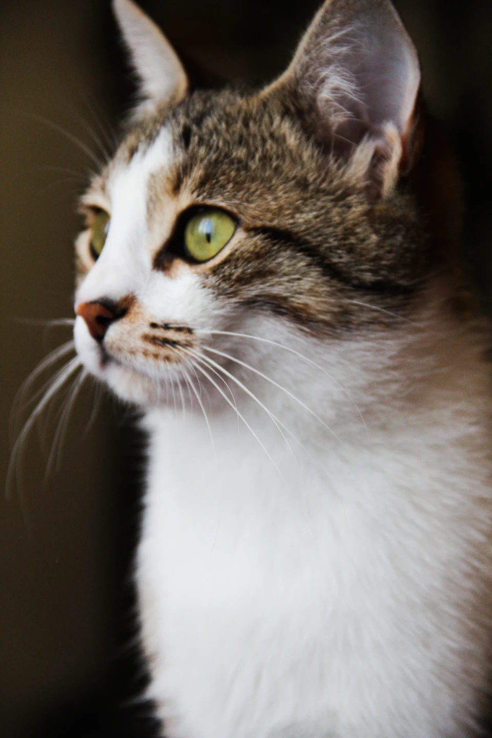 Close-up view of a cat's face, head tilted to one side with eyes closed
