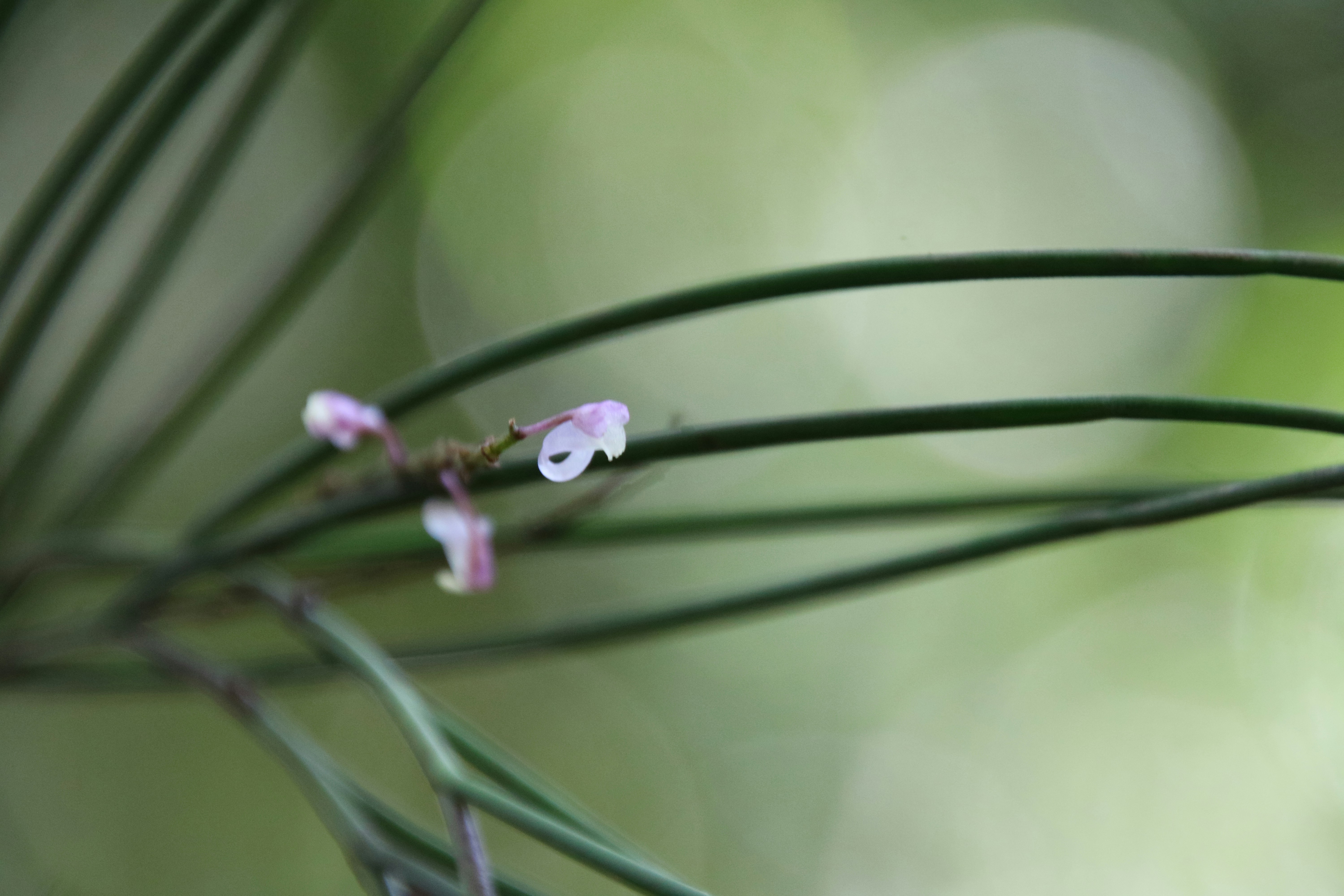 Photo by cynthia_dewi