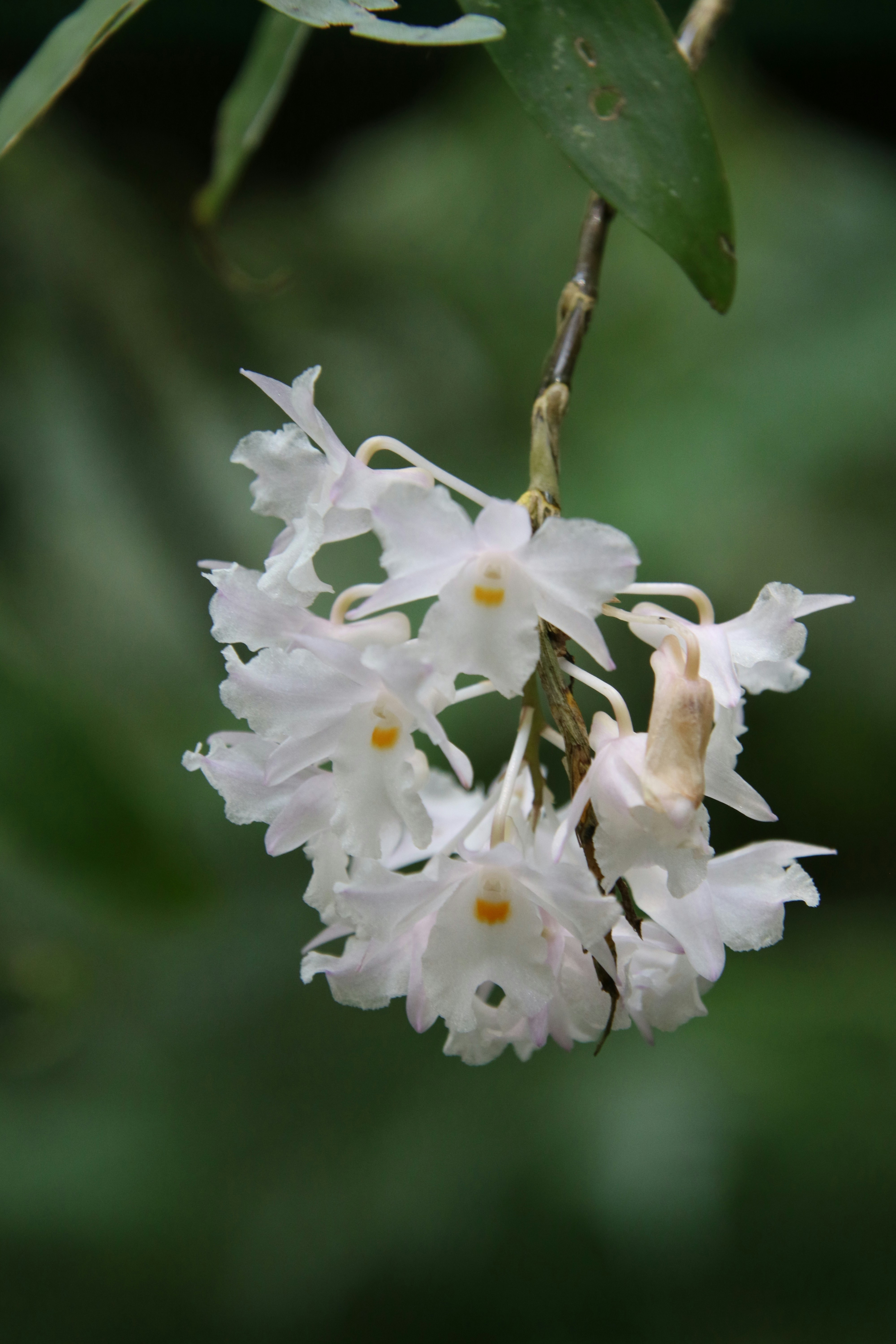 Flores blancas en lente de cambio de inclinación