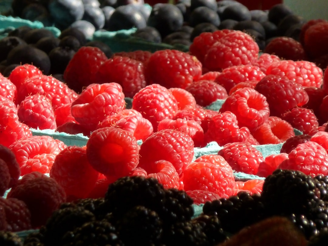 red raspberry fruits in tilt shift lens