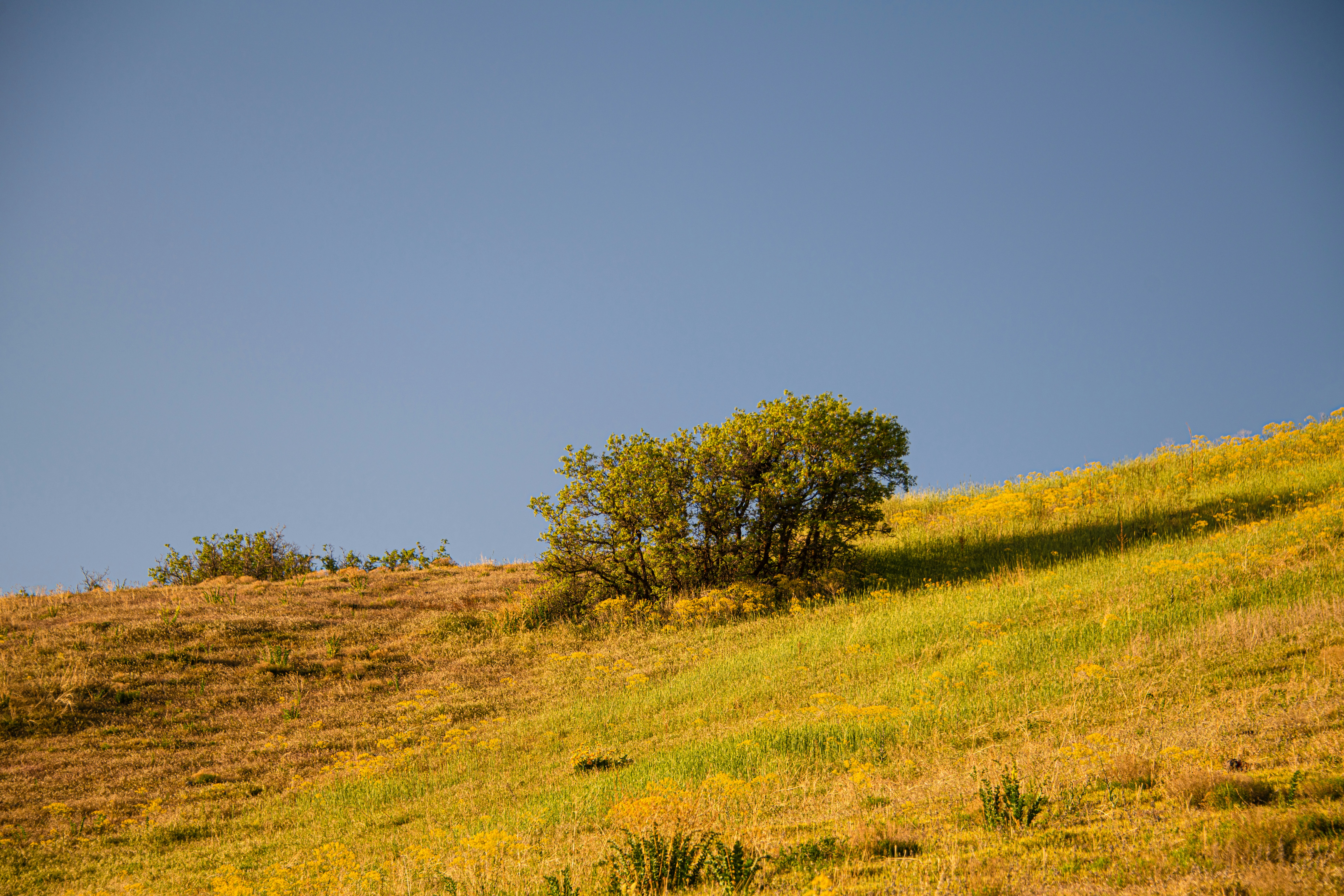 green grass field with green trees under blue sky during daytime