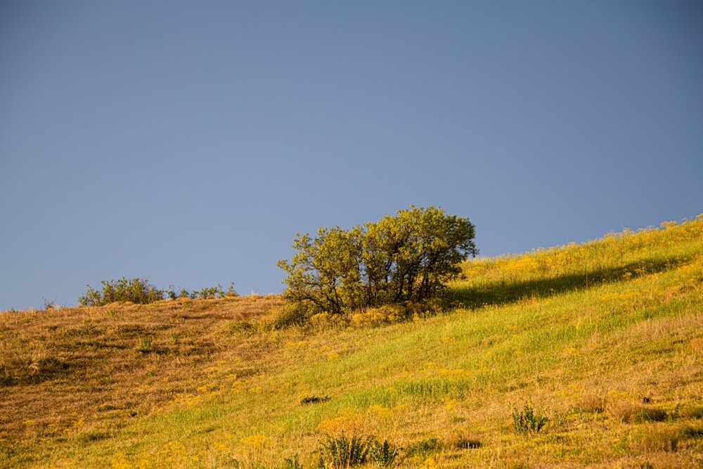 green grass field with green trees under blue sky during daytime