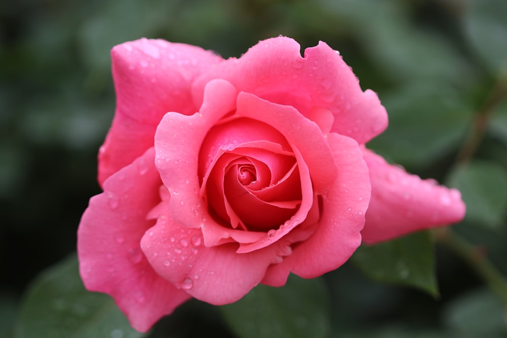 pink rose in bloom during daytime