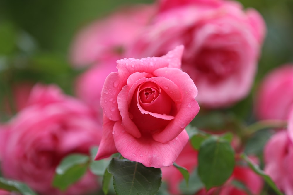 pink rose in bloom during daytime