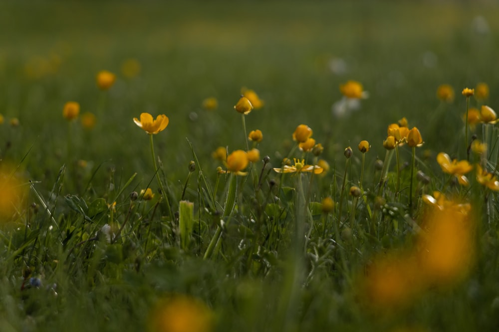 yellow flowers on green grass field during daytime