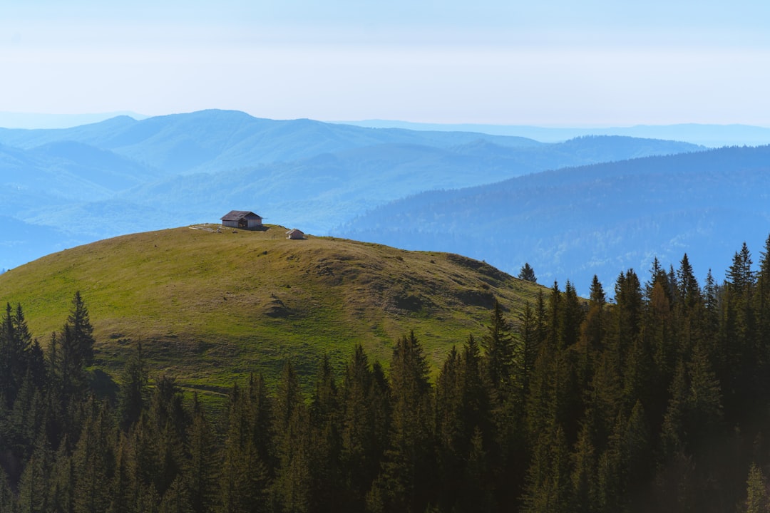 green trees on mountain under blue sky during daytime