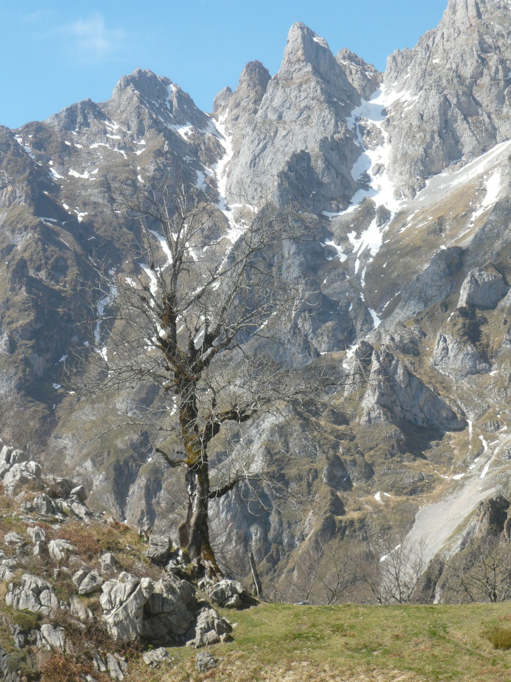 brown tree on hill during daytime