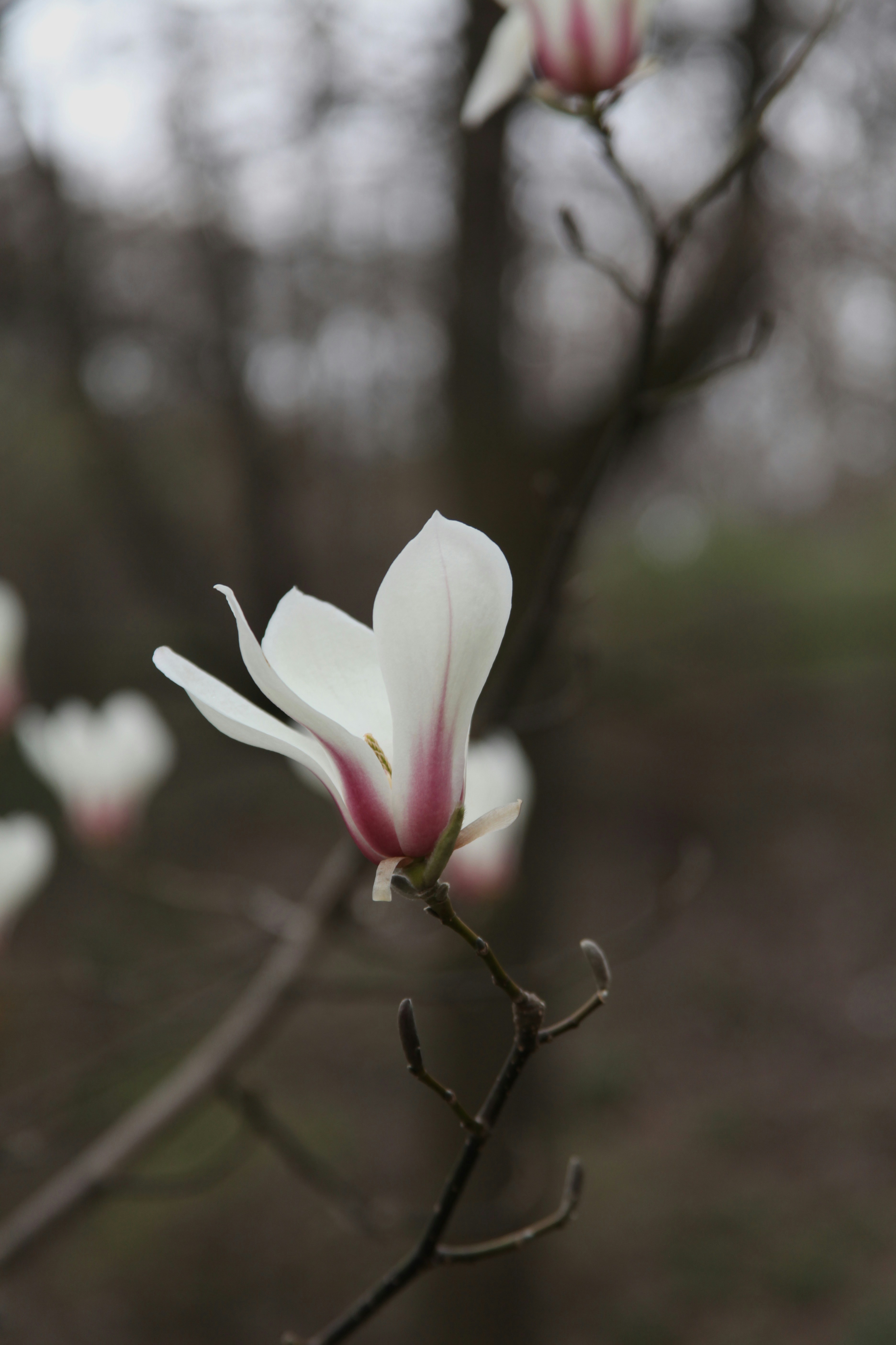 Photo by lerayastreba