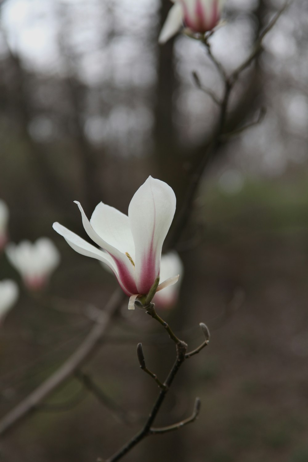 white flower on brown tree branch