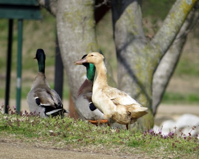 A group of ducks stands on a grassy patch with purple wildflowers. The background features trees with mossy trunks, suggesting a natural, park-like setting. One duck is light brown, while the others have a mix of green, brown, and gray feathers.