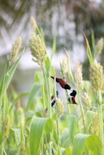 black and brown bird on green plant during daytime
