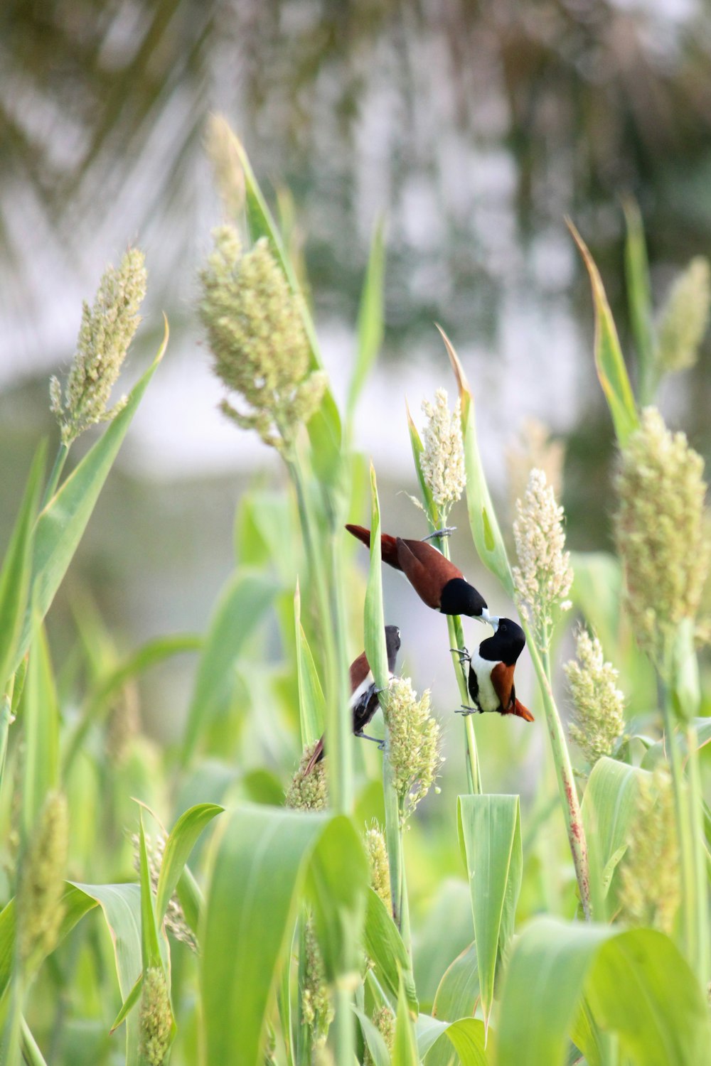 black and brown bird on green plant during daytime