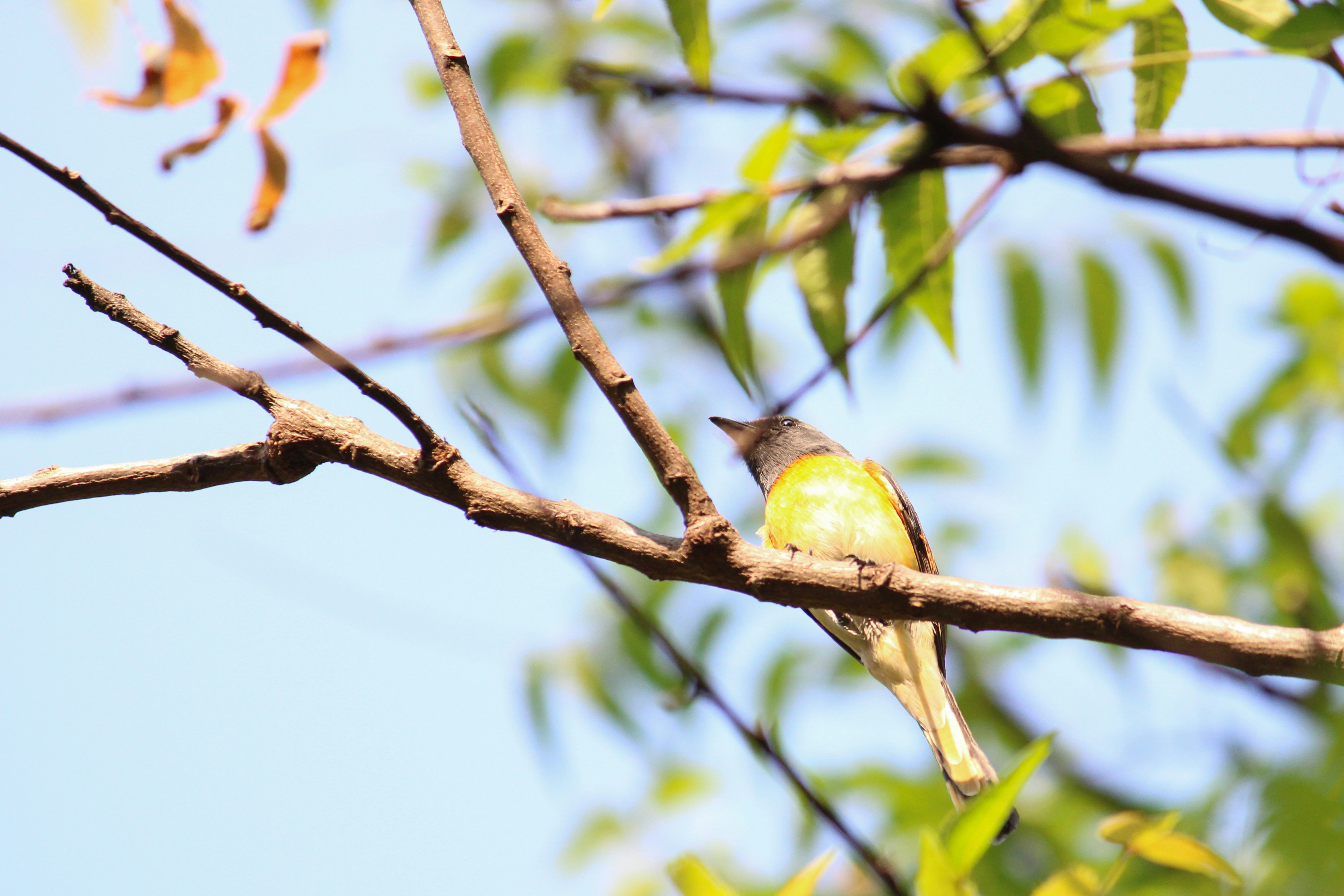 Photo by sushant_m_s